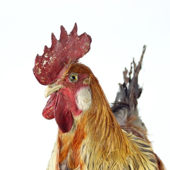 Image 1 of Grande gallo tassidermico tedesco antico, primi anni del 1900