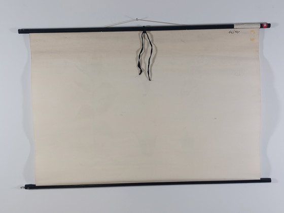 Image 1 of Vintage roll-up map, teaching aid, biology, mint family plants, wall map