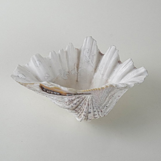 Image 1 of Concha decorativa Tritón, estilo bohemio, años 80