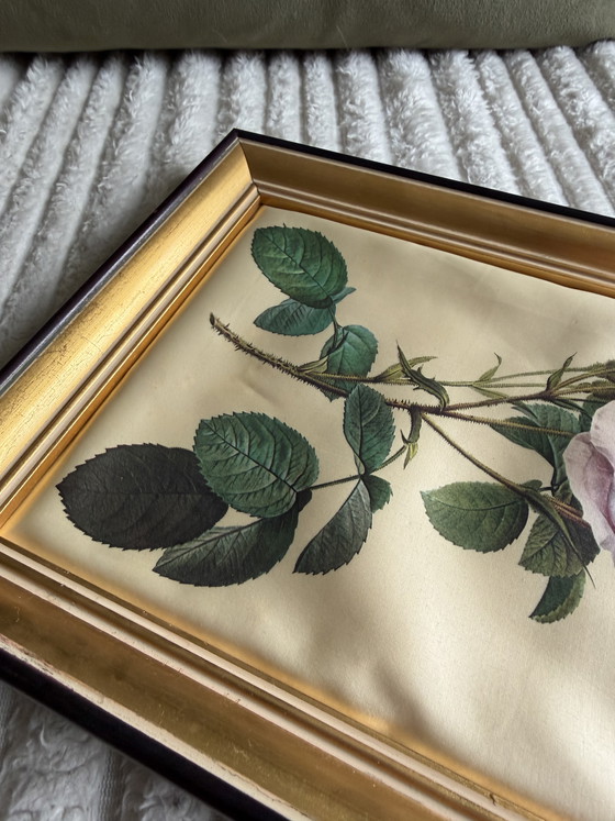 Image 1 of Peintures sur soie encadrées Style Redouté 25x20
