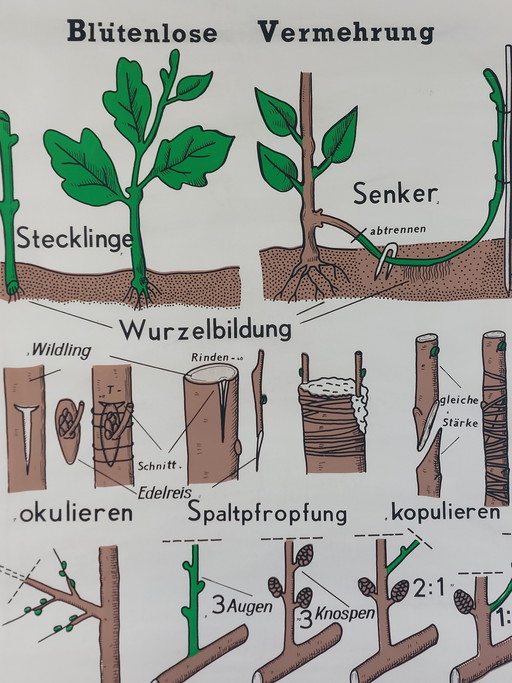 Vintage Rollkarte Lehrmittel Biologie Blütenlose Vermehrung Pflanzen Wandkarte