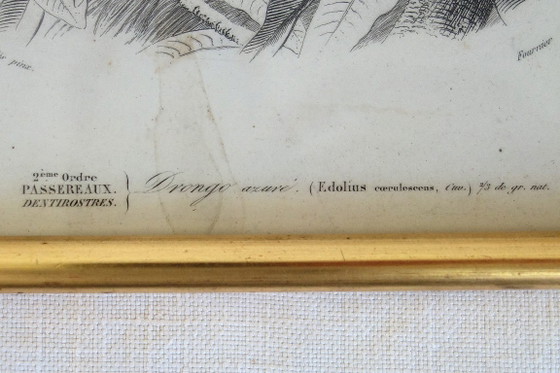 Image 1 of 5 incisioni antiche di uccelli incorniciate