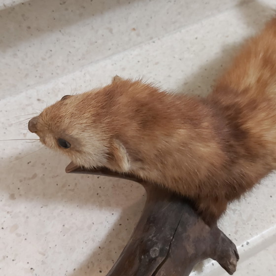 Image 1 of Polecat in taxidermy on tree trunk as educational school material