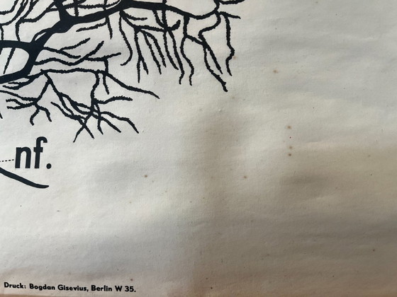 Image 1 of Zoological poster, animal body cell