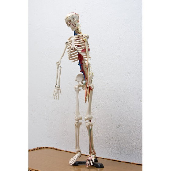 Image 1 of Vintage plastic human skeleton, Czechoslovakia 1960