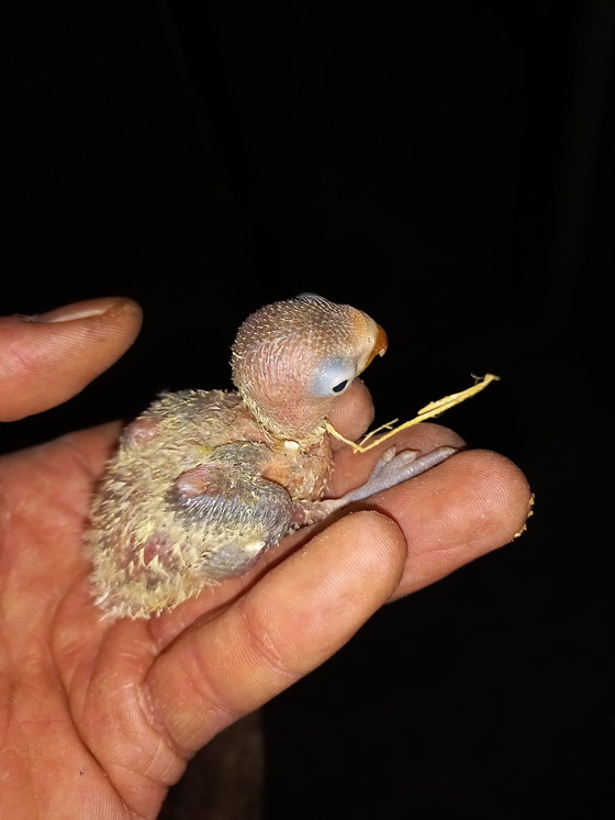 Image 1 of Inséparables à apprivoiser à la main