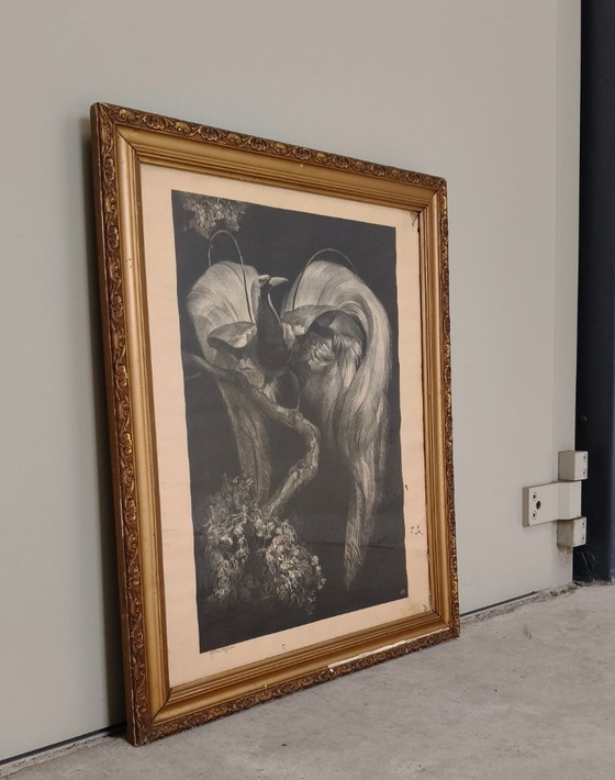 Image 1 of Adriaan Johannes van 't Hoff - Oiseau de paradis sur une branche - Lithographie