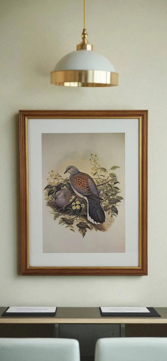 Engraving / Print Bird after J. Gould – Posters, Paper, Wood (photo 5 of 5)