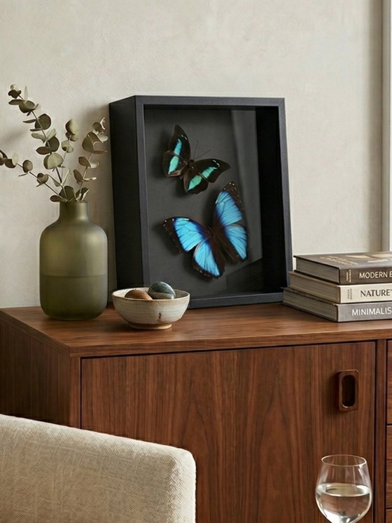 Image 1 of Entomological frame of blue Morpho butterflies – Contemporary naturalist composition under glass