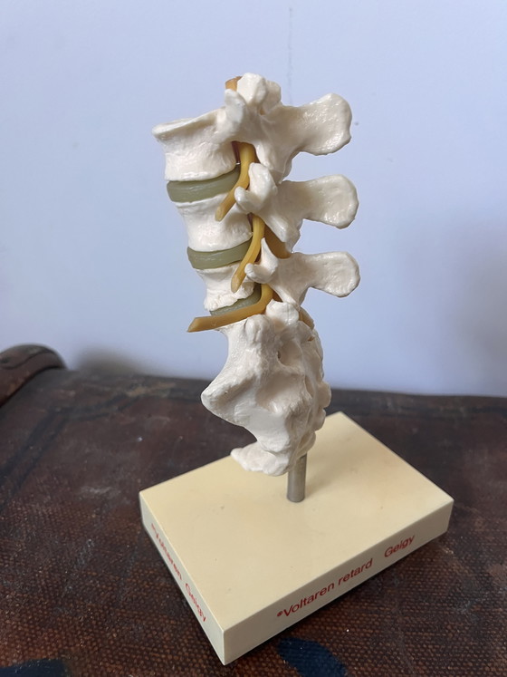 Image 1 of Anatomical decoration x 5