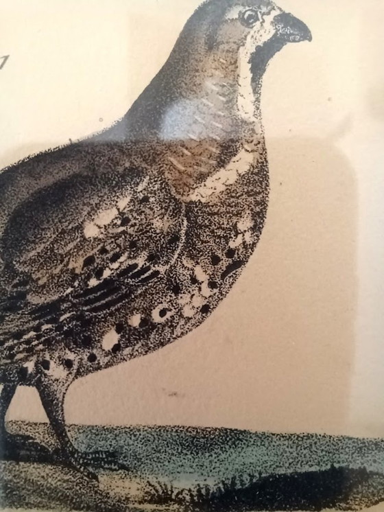 Image 1 of Twee handgekleurde Brusselse ornithologische lithografieën (ca. 1828–1833) – Burggraaff, Lejeune – Pl. 1 en Pl. 19