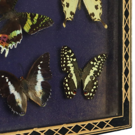 Framed Tropical Butterflies Taxidermy Insect Display, Decorative Objects, Glass, Wood, Multi Color (photo 4 of 10)