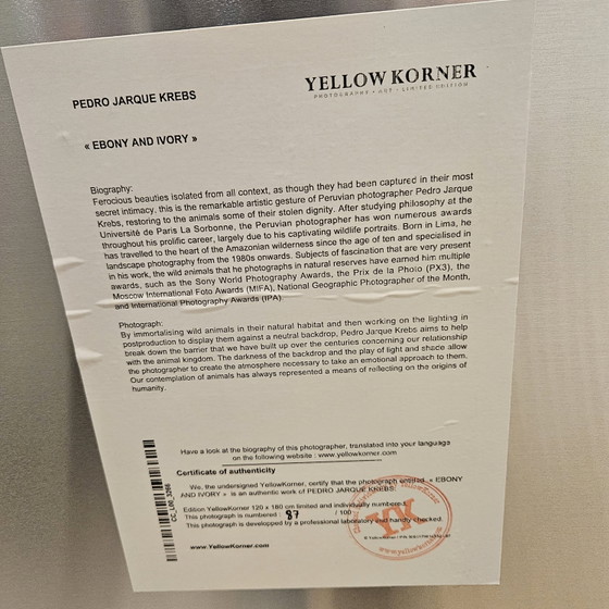 Ebenholz und Elfenbein, Panther Krebs Mat Aluminium – YellowKorner, Fotografie, Paper (photo 7 of 8)