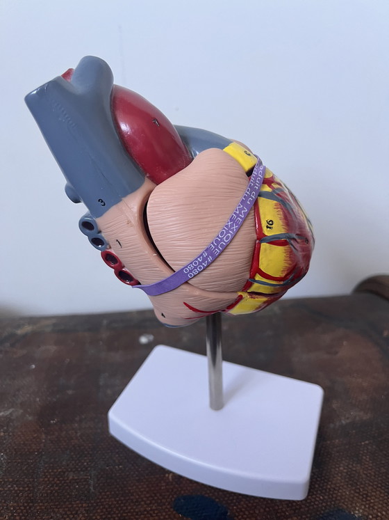 Image 1 of Anatomical decoration x 5