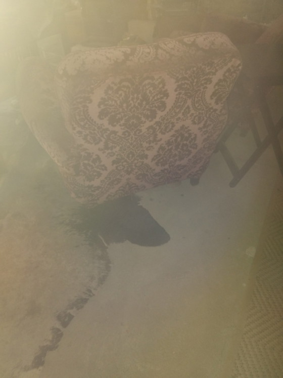 Image 1 of Fauteuil velours 