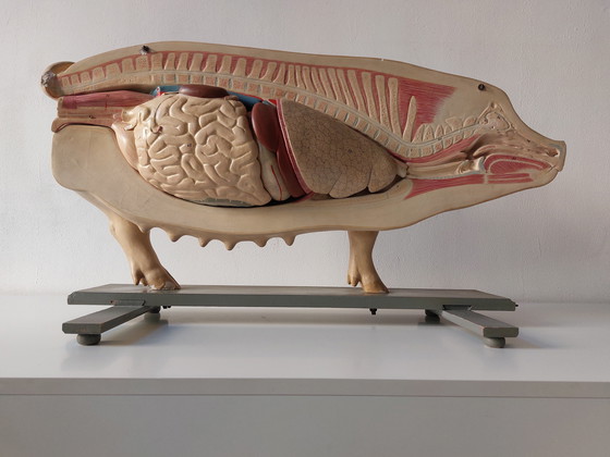 Image 1 of Modèle anatomique ancien de porc à visée pédagogique, Louis Meusel, Sonneberg