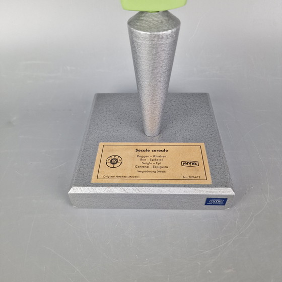 Image 1 of Modello botanico d'epoca di segale (Secale cereale) – Brendel / PHYWE – Modello scientifico didattico – ca. anni '60