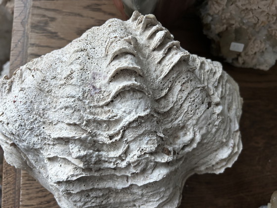 Image 1 of Riesenmuschel "Tridacna gigantea"