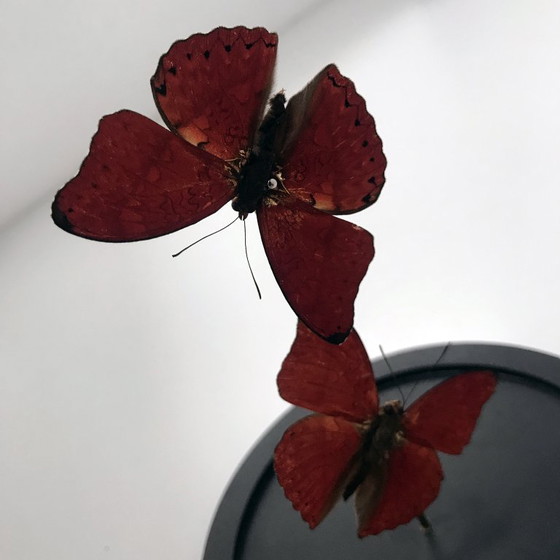 Image 1 of Cymotoe Sangaris - Aliante rosso sangue - Campana di vetro - Africa - 2020