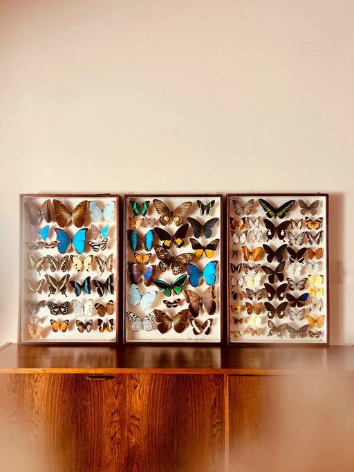 Unici! Vetrine esotiche vintage a forma di farfalla.