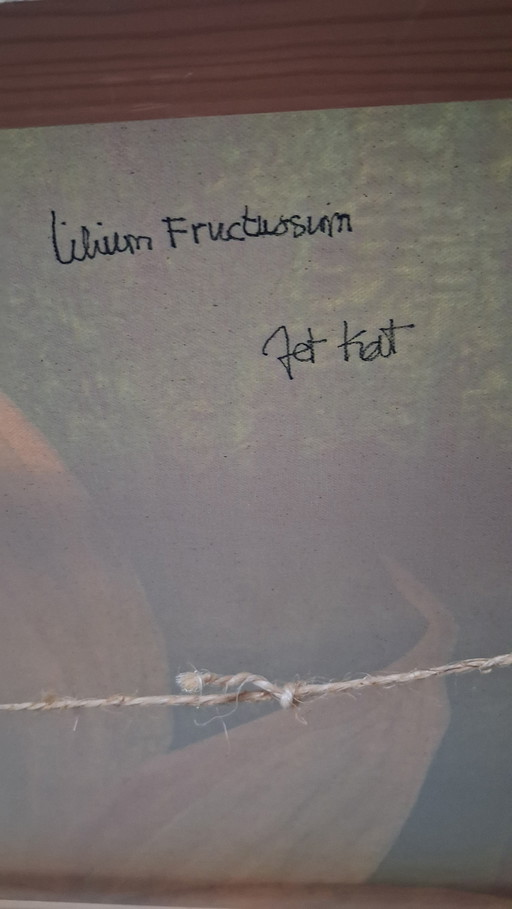 Lilium fructiferum, fruiting lily