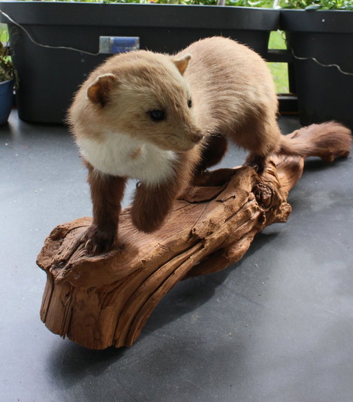 Trophée de martre empaillée vintage provenant d'une propriété, en bon état de conservation, avec matériel de fixation murale.