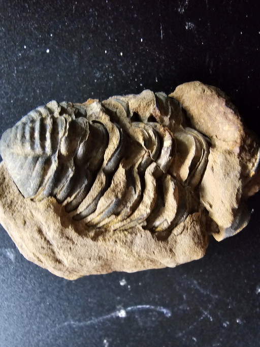 1x Versteende Gefossiliseerde Kever