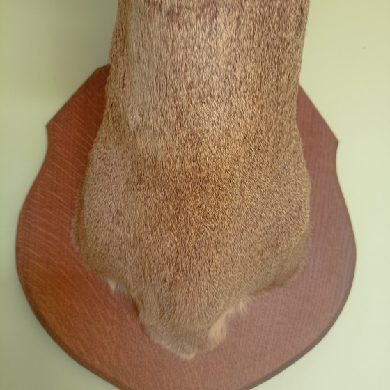 Taxidermie: Prachtige Opgezette Reebok (Zeseinder) In Zomervacht Met Velvet Gewei.60 cm hoogte! (photo 4 of 10)