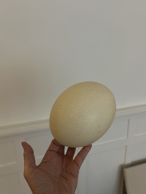 Image 1 of 10 perfekte Straußeneier 7 xl weiß, 3 l schwarz