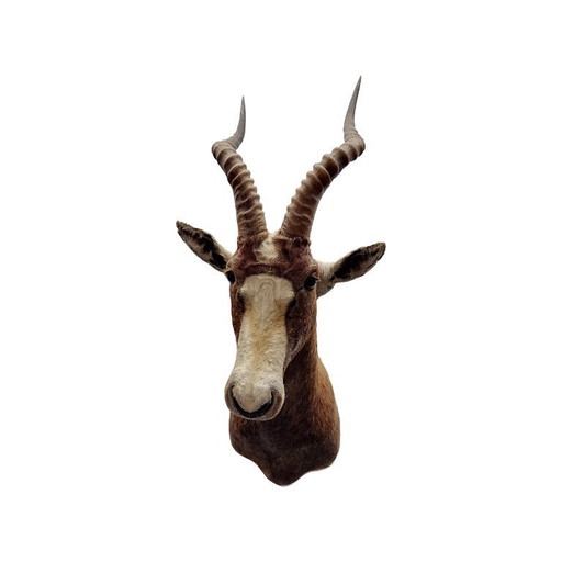 Mounted African blesbok antelope, 1980s/90s