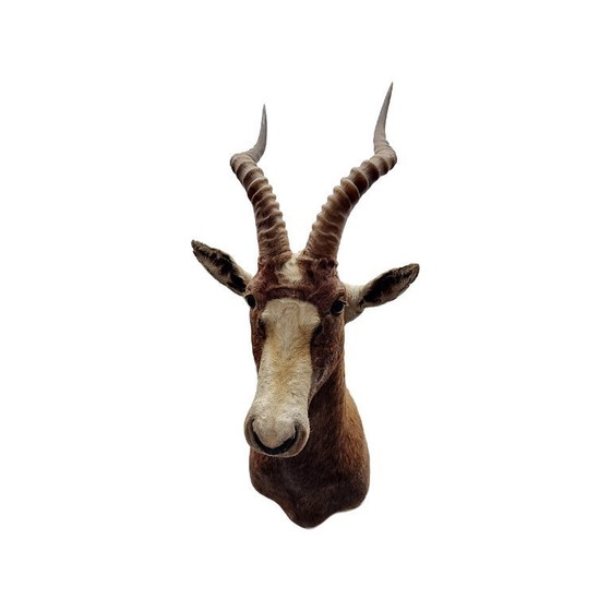 Image 1 of Mounted African blesbok antelope, 1980s/90s