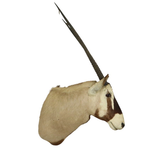 Image 1 of Taxidermie de l'antilope Oryx montée Gemsbok