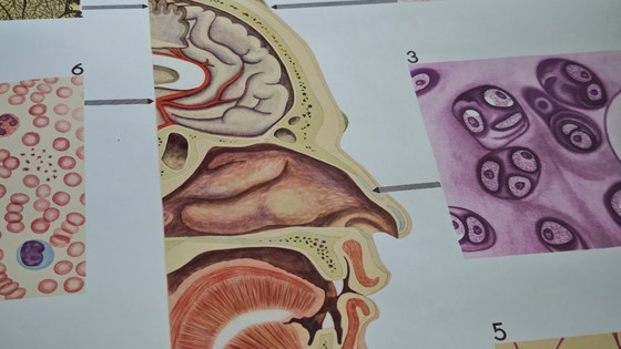 Image 1 of Manifesto didattico d'epoca, Deutsches Hygiene-Museum, Dresda, Germania, biologia, scienze