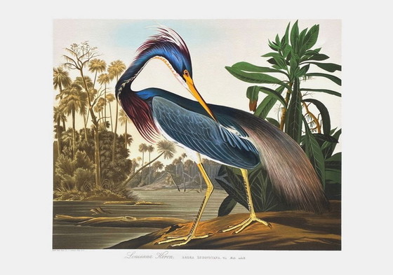 Image 1 of John James AUDUBON Louisiana Heron lithograph 1990