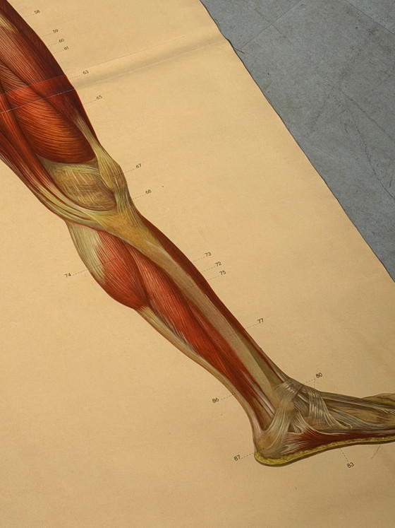 Vintage School Board "Muscle of Man", Germany, 1950s – Paintings & Drawings, Wood (photo 5 of 5)