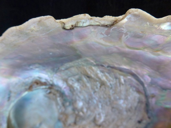 Image 1 of Abalone di conchiglia