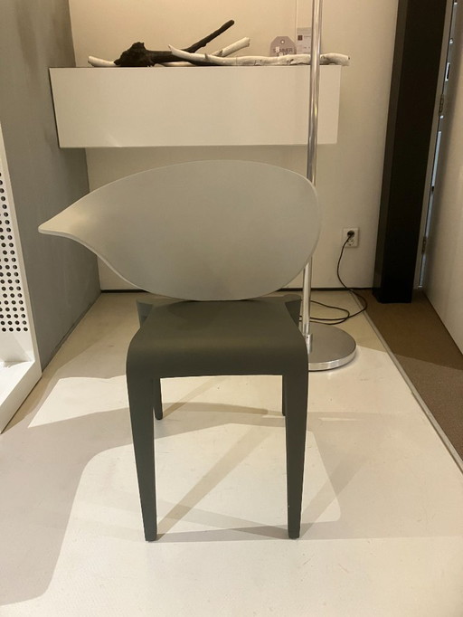 Stoel Boom Rang van Driade