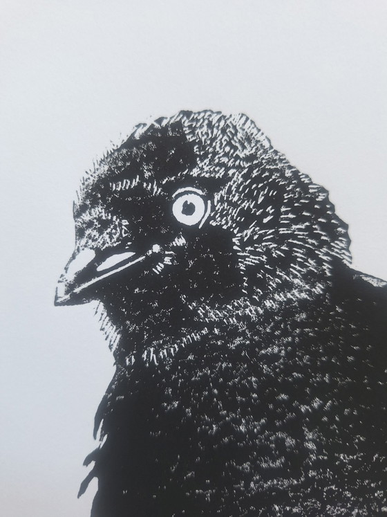 Linogravure 'Kauwtje' – Objets d'art, Papier (photo 3 of 7)