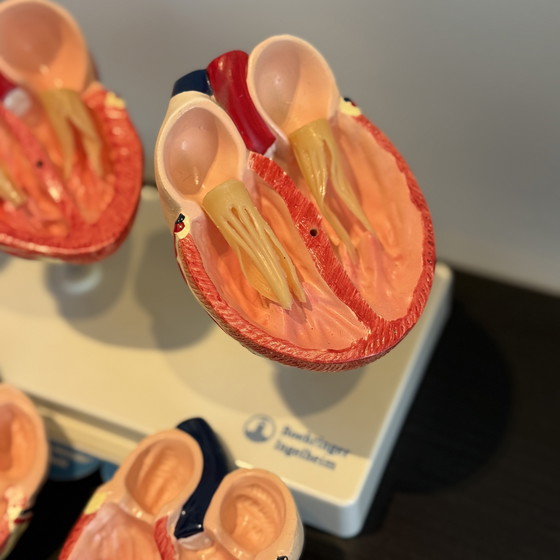 Image 1 of Modello animale di cuore in tre parti - Boehringer Ingelheim Vetmedin