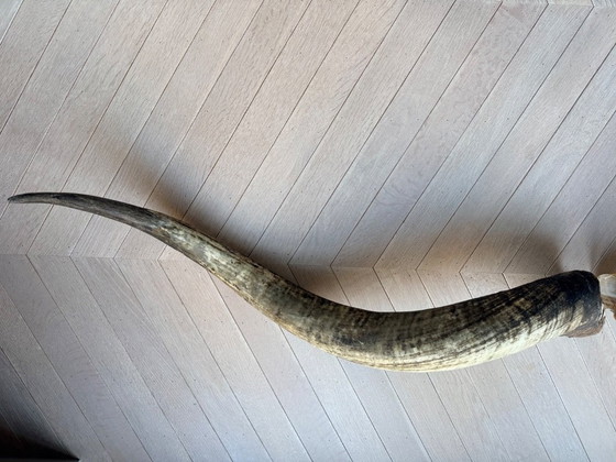 Image 1 of 2 große, authentische Büffelhörner, 90 und 100 cm lang