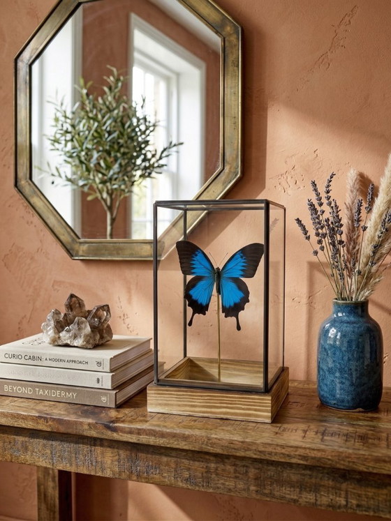 Image 1 of Papillon Ulysses Naturalisé Sous Cloche en Verre – Spécimen Exotique Bleu Iridescent – Objet Décoratif – 24 cm