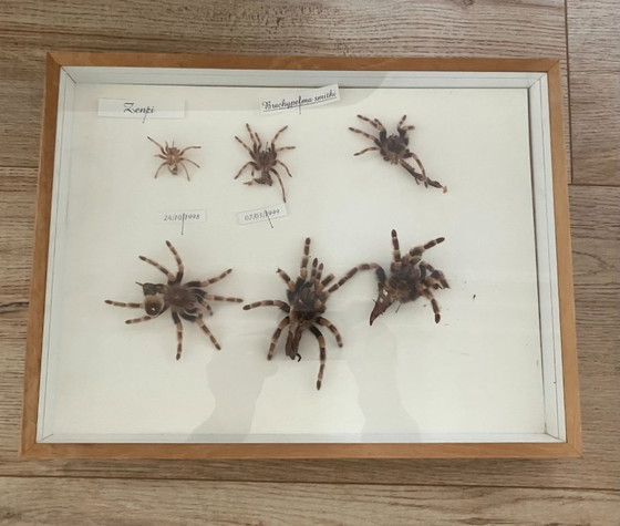 Image 1 of 4 vitrines de taxidermie pour tarentules