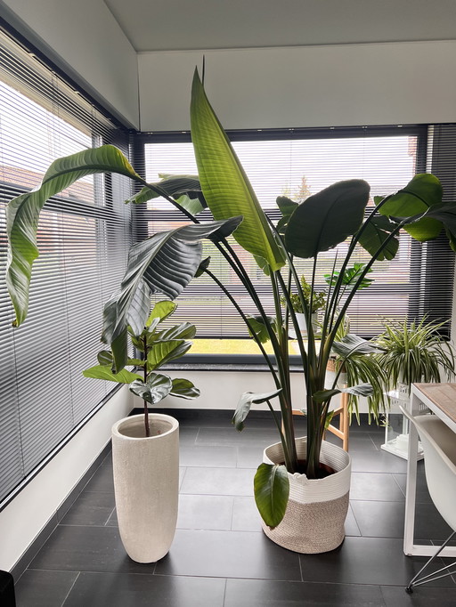 Strelitzia Nicolaï >220cm