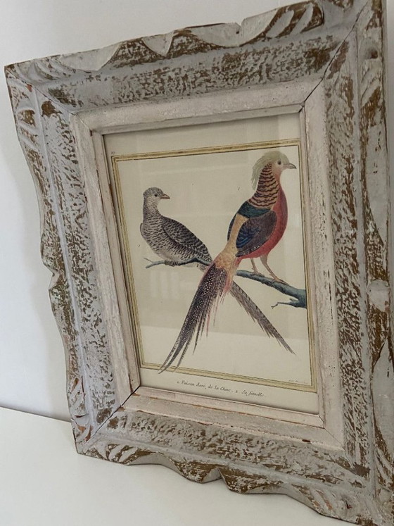 Image 1 of Engraving, Drawing, Sketch: Pair of Chinese Golden Pheasants by François-Nicolas Martinet