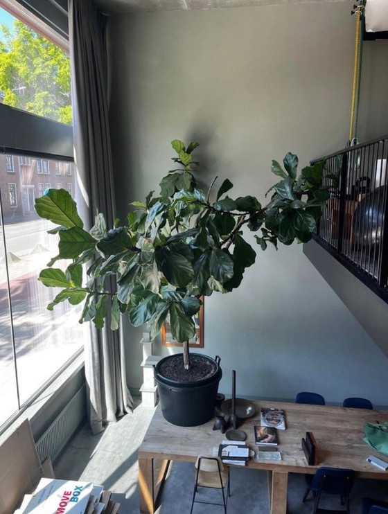 Image 1 of Grand Ficus lyrata (plante à tabac) - 3 mètres de haut et de large