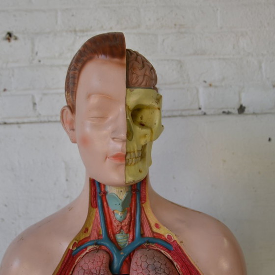 Image 1 of 1x deco biology mannequin
