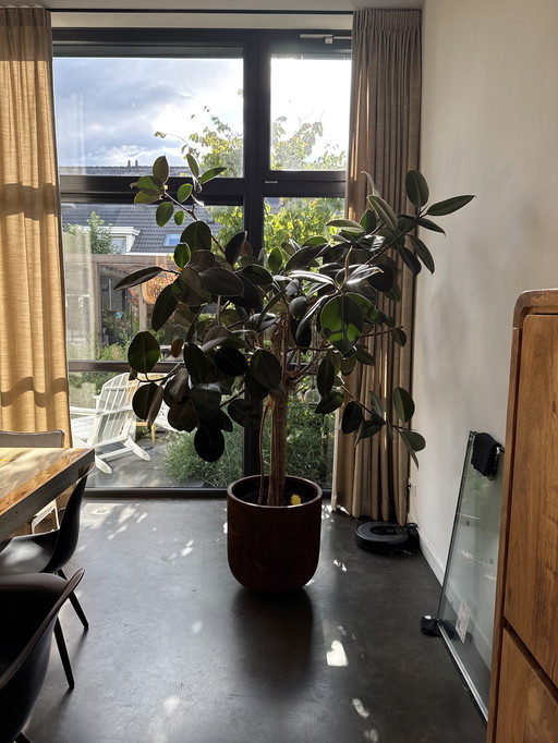Grand ficus dans un pot à l'état brut