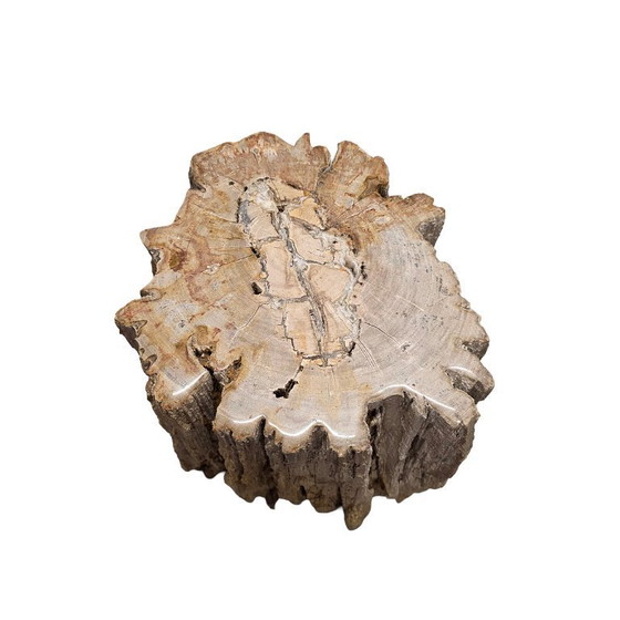 Image 1 of Madera petrificada como mesa auxiliar, de más de 50 millones de años.