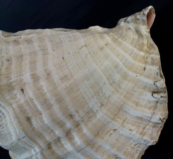 Image 1 of Aliger Gigas grande - Conca regina, appartenente alla famiglia Strombidae.