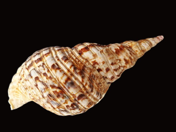 Image 1 of Grande corno di tritone - Conchiglia di tritone - Charonia tritonis - 33 cm